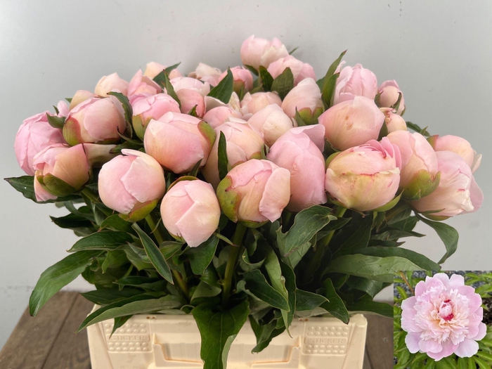 <h4>PAEONIA PECHER PAEO L NOEMI DEMAY</h4>