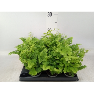 Adiantum raddi. 'Fritz-Luthi'