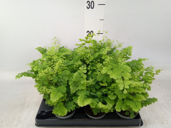 <h4>Adiantum raddi. 'Fritz-Luthi'</h4>