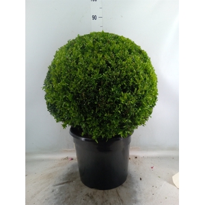 Buxus semp.   ...