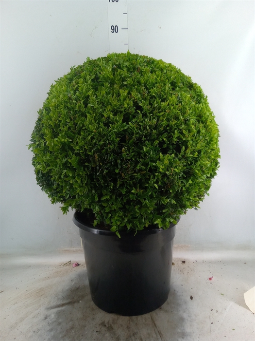 <h4>Buxus semp.   ...</h4>