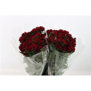 DI BARB BORDEAUX EXTRA