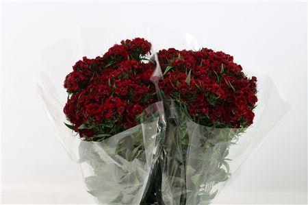 <h4>DI BARB BORDEAUX EXTRA</h4>