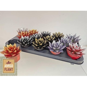 ECHEV PAINTED LUXE BRUSHED