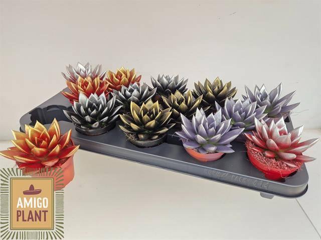 <h4>ECHEV PAINTED LUXE BRUSHED</h4>