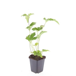 Anemone tomentosa 'Robustissima'