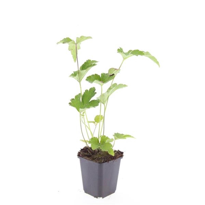 <h4>Anemone tomentosa 'Robustissima'</h4>
