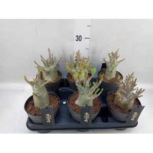 Adenium NB 'Ansu Baobab'