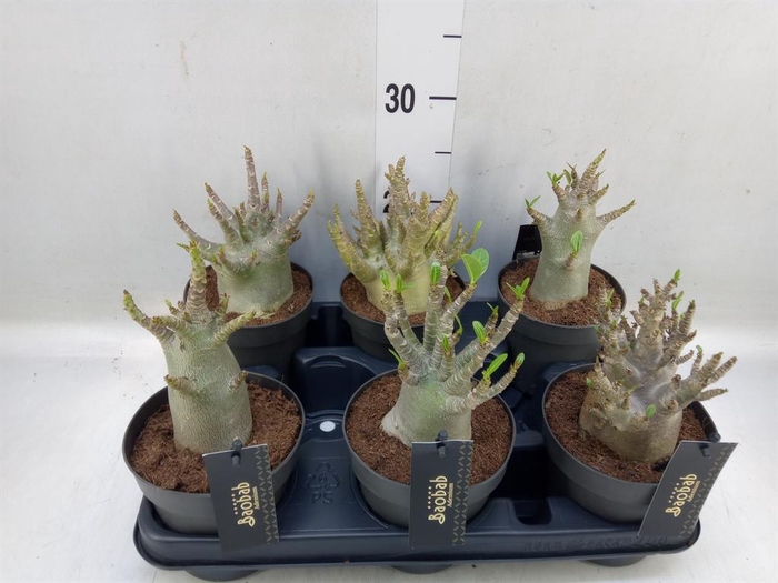 <h4>Adenium NB 'Ansu Baobab'</h4>