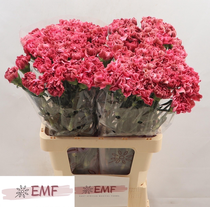 <h4>DI ST MISS FABULOUS</h4>