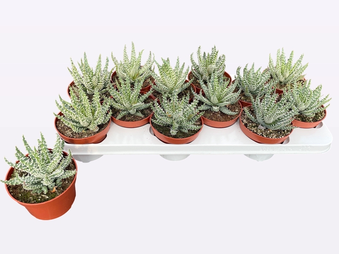 <h4>ALOE HUMILIS</h4>