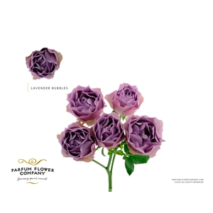 R Tr Lavender Bubbles