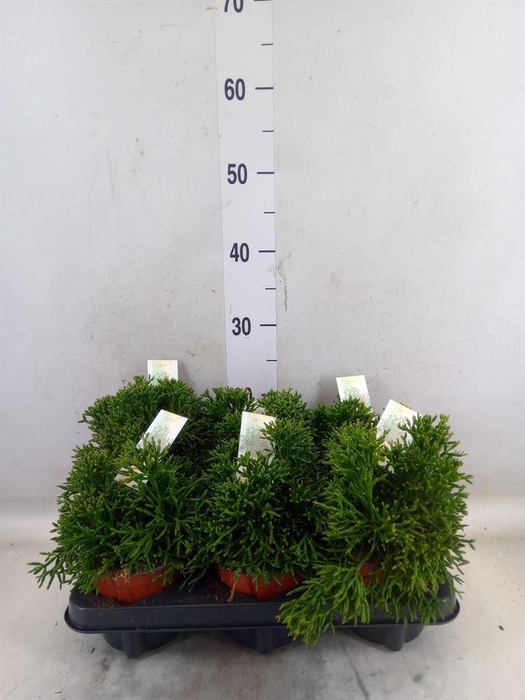 <h4>Rhipsalis   ...</h4>