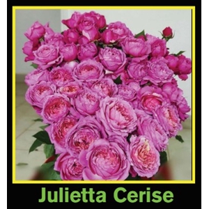 Rosa Spray Julietta Cerise