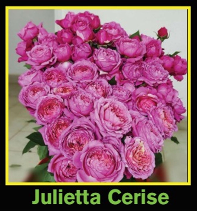 <h4>Rosa Spray Julietta Cerise</h4>