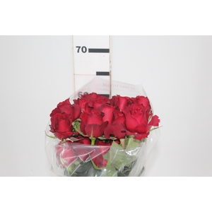 ROSA SAMOURAI 060 CM ESTUFA