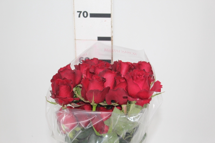<h4>ROSA SAMOURAI 060 CM ESTUFA</h4>