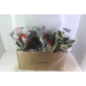 ANTHURIUM VARIADO P15