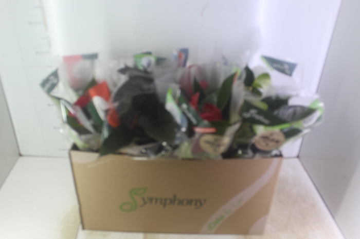 <h4>ANTHURIUM VARIADO P15</h4>