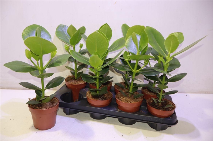 <h4>arr8 Clusia Ro Princess</h4>