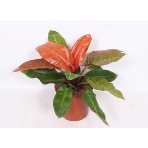 Philodendron Prince of Orange