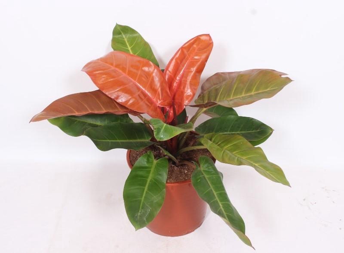 <h4>Philodendron Prince of Orange</h4>