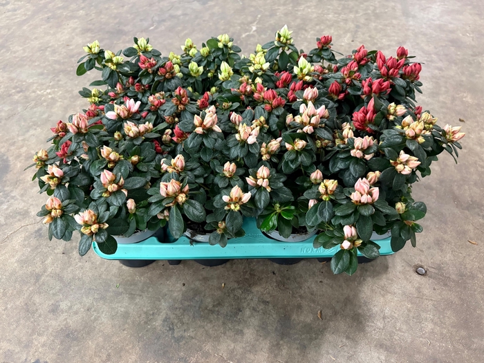 <h4>RHODO SI GEM</h4>