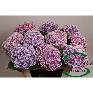 HYDR M MAG R HARL BL