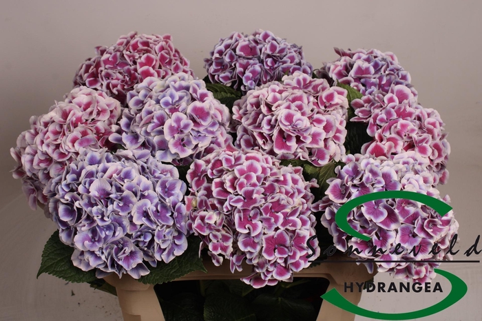 <h4>HYDR M MAG R HARL BL</h4>