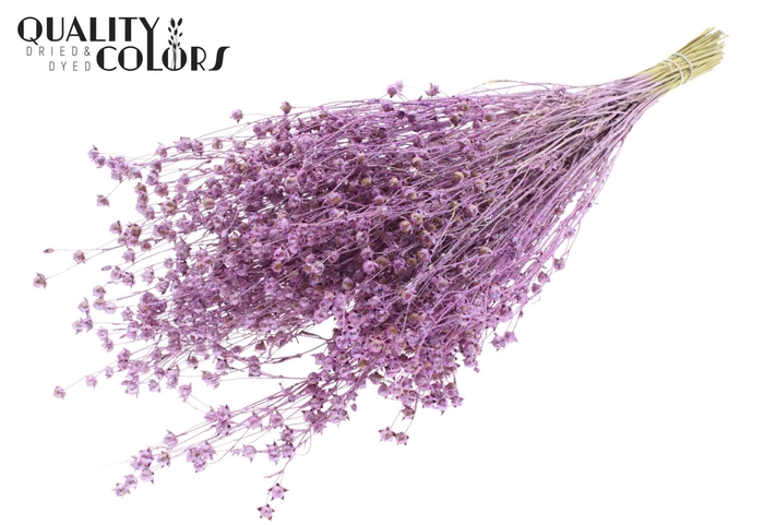 <h4>Droogbloemen   ...bewerkt H%</h4>