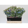 Oxypetalum Tweedia Blue