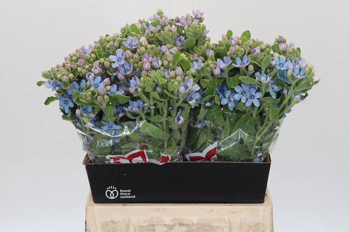 Oxypetalum Tweedia Blue