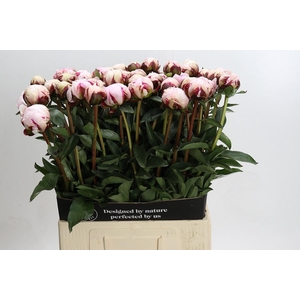 Paeonia Lact. Reine Hortense