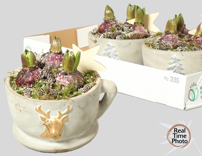 <h4>ARR HYACINTH</h4>