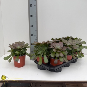 AEONIUM AB VELOURS