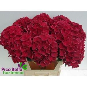 Hydrangea mag ruby red