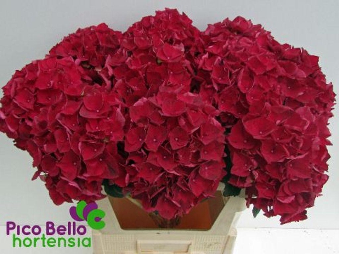 <h4>Hydrangea mag ruby red</h4>