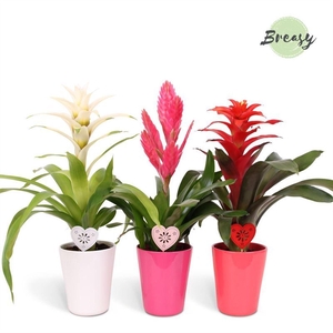 Bromelia gemengd
