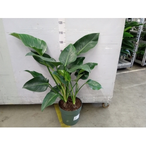 Philodendron  'Green Beauty'
