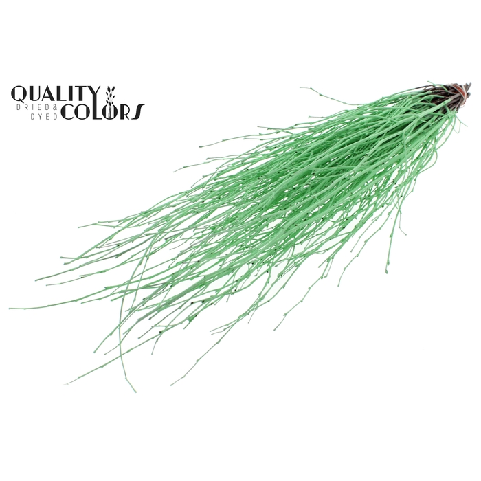 <h4>Birch 70cm 10stems per bunch Mint Green</h4>