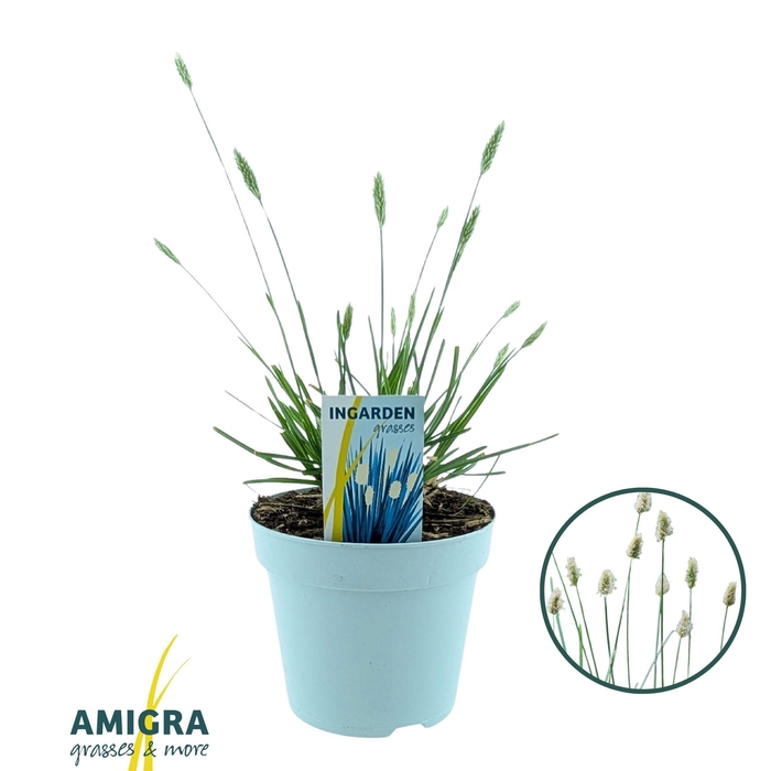 <h4>Sesleria nitida</h4>