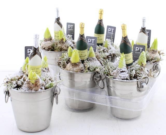 <h4>ARR HYACINTH</h4>