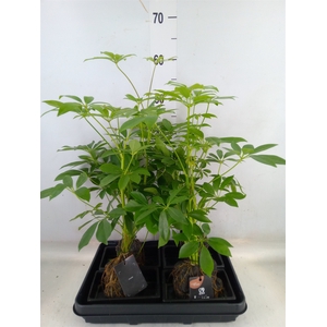 Arr.   Kamerplant Groen H%
