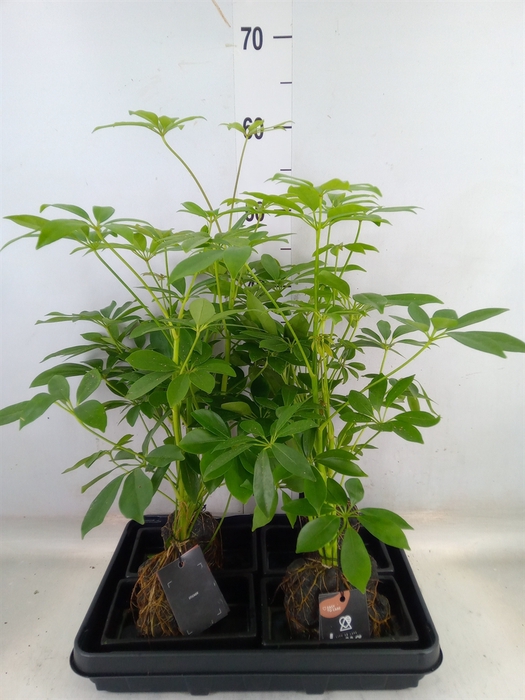 <h4>Arr.   Kamerplant Groen H%</h4>