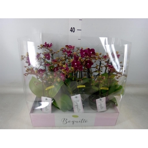 Phalaenopsis multi.   ...red