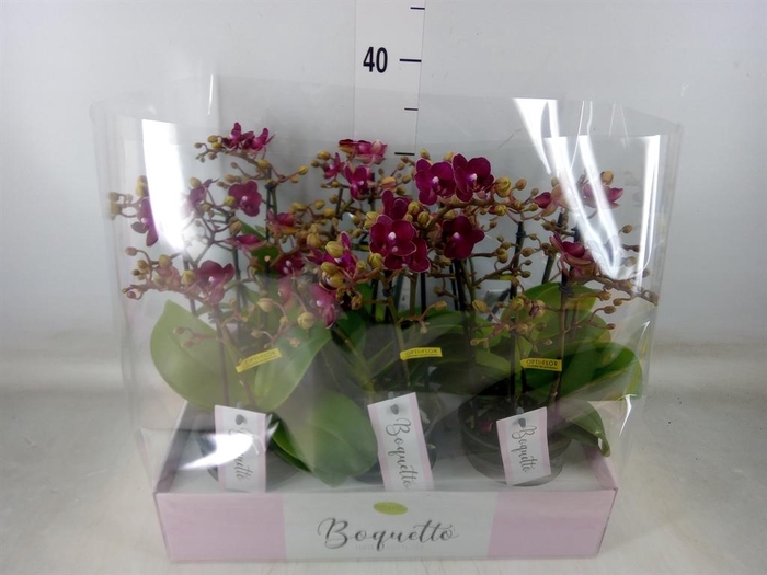 <h4>Phalaenopsis multi.   ...red</h4>