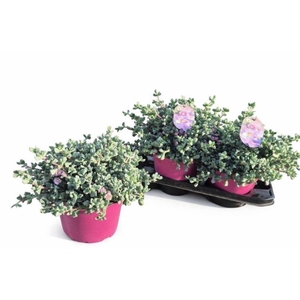 LAMPRANTHUS ROSEUS