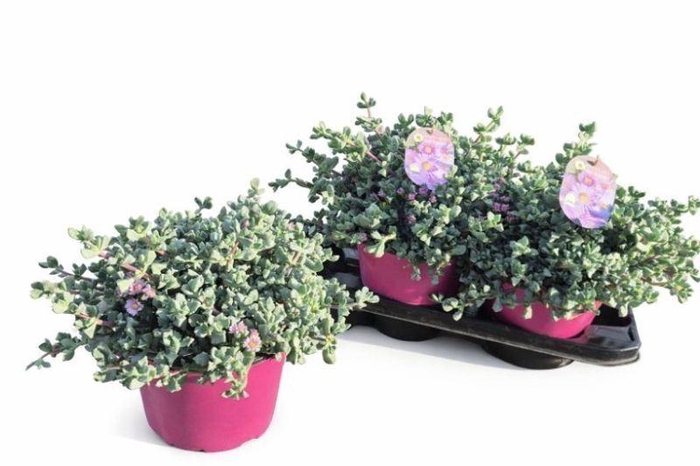 <h4>LAMPRANTHUS ROSEUS</h4>
