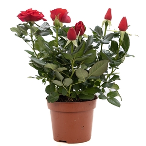 Rosa red P&PURE Collection