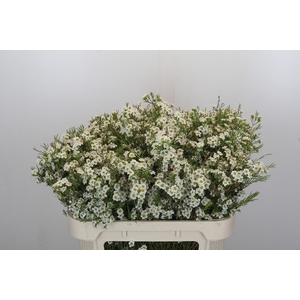 Chamelaucium Dancing Queen White